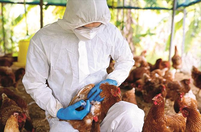 Chickens are being vaccinated against bird flu. File photo
